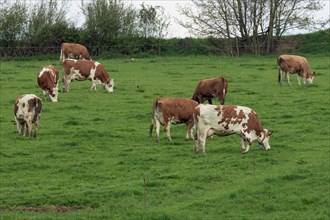 Cattle eight animals standing on pasture in green grass eating different seeing