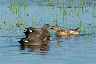 Gadwall three birds swimming side by side in water facing each other