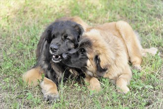 Leonberger dogs, Two Leonberger dogs show playful affection to each other on grass, Leonberger dog,