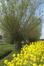 Pollarded willows (Salix) with rape blossom, North Rhine-Westphalia, Germany, Europe