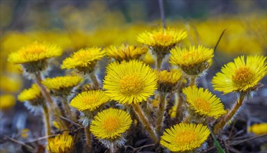 Yellow flowers highlighted against a blurred background, medicinal plant coltsfoot, Tussilago