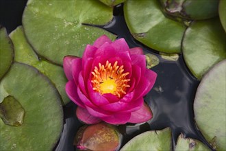Close-up of pink and yellow Nymphaea, Waterlily flower with ants and green lily pads floating on