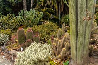 Group of many beautiful cacti in a botanical garden. Tropical plants concept