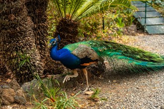 Indian male peacock walking on the ground next to palm trees in a botanical garden