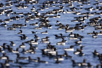 Common guillemot (Uria aalge), large congregation of birds swimming on the water, Hornoya Island,