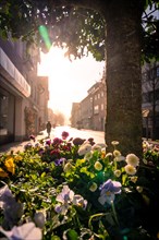 Flowerbed in the city with backlight behind a tree, sunrise, Nagold, Black Forest, Germany, Europe