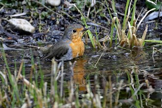 Robin sitting in water with reflection and water droplets looking right