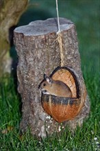 Wood mouse sitting in food bowl on tree trunk, looking left