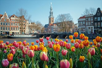 Picturesque view of Amsterdam canal surrounded by orange tulips and historical architecture, AI