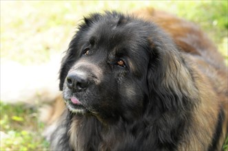 Leonberger dog, dog looking forwards with slightly outstretched tongue and attentive look,