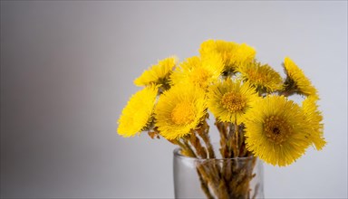 A bouquet of yellow coltsfoot flowers in a transparent glass vase against a light-coloured