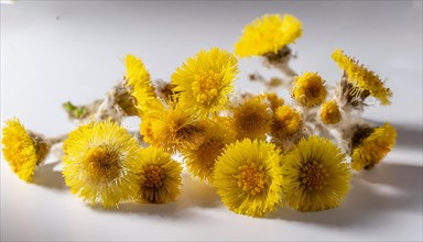 Yellow coltsfoot flowers draped on a white surface, medicinal plant coltsfoot, Tussilago farfara,
