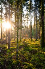 The sunlight floods a forest clearing and bathes the moss-covered ground in a bright green,