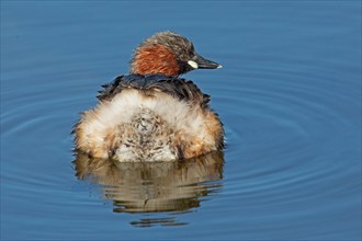 Little grebe swimming in water looking from behind on the right
