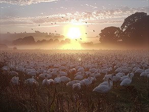 Swans on foggy grassland at sunrise with birds in flight in the background, AI generated, AI