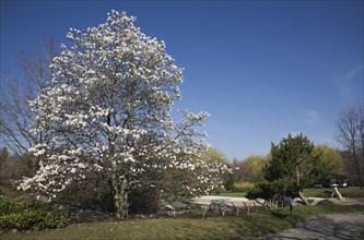 Magnolia loebneri tree with white flower blossoms in full bloom in Japanese garden in spring,