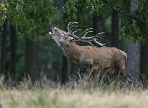 Red deer (Cervus elaphus) standing in a forest meadow and roaring, captive, Germany, Europe