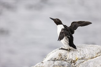 Common guillemot (Uria aalge) with closed nictitating membrane flapping its wings, Hornoya Island,