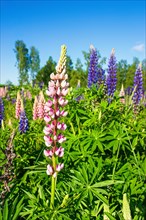 Large-leaved lupine (Lupinus polyphyllus) in bloom on a meadow, a invasiv art in the nature