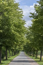 Flowering avenue of lime trees (Tilia platyphyllos), Rehna, Mecklenburg-Vorpommern, Germany, Europe