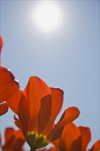 Close-up of bright red and yellow backlighted Tulipa, Tulips and white sunburst in blue sky in