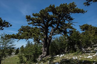 Pollino national park, Pinus heldreichii, italy