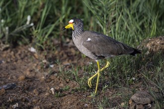 African wattled lapwing (Vanellus senegallus), Mziki Private Game Reserve, North West Province,