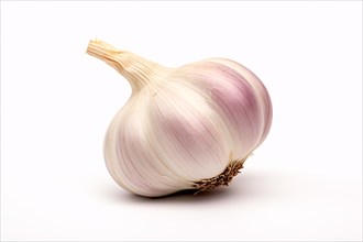 Single garlic on white background. KI generiert, generiert, AI generated