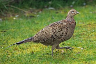 Pheasant female standing in green grass looking right