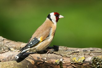 Goldfinch sitting on branch looking right