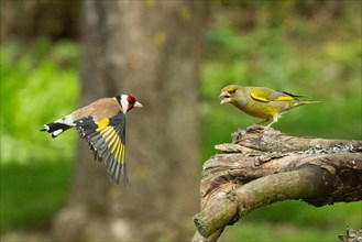 Goldfinch with open wings flying right looking to greenfinch with open beak standing on branch left