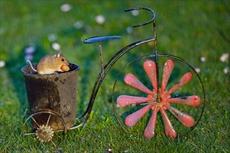 Wood mouse with nut in mouth in pot from bicycle standing in green grass looking right