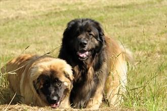 Leonberger dogs, A black and a brown dog lie in the grass and one looks playfully, Leonberger dog,