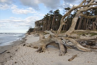 West beach near Zingst, Darss, Baltic Sea, Mecklenburg-Western Pomerania, Germany, Europe