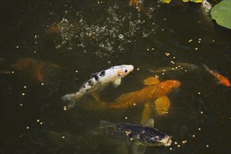 Top view and close-up of orange, white and black Cyprinus carpio, Japanese koi fish feeding on dry