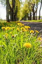 Dandelion (Taraxacum officinale) in bloom on the roadside by a tree lined gravel road with lush