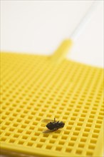 Close-up of dead swatted Musca domestica, Common House Fly on yellow plastic fly swatter on white