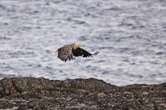 White-tailed eagle (Haliaeetus albicilla), adult bird flying over rocks, Varanger, Finnmark,