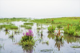 Wetland with flowering Purple loosestrife (Lythrum salicaria) in the water