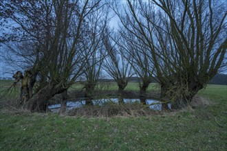 Dramatic, spooky, Soll overgrown with willows (Salix), Mecklenburg-Vorpommern, Germany, Europe