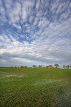 Flooded field with germinating winter wheat (Triticum aestivum), Mecklenburg-Western Pomerania,