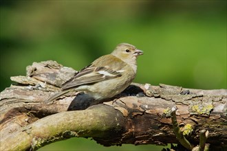 Female chaffinch with food in beak sitting on a branch, looking right