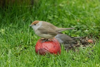 Blackcap female sitting on red apple in green grass looking left