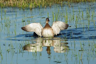 Gadwall with open wings and reflection standing in water looking from the front right