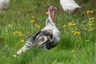 Turkey standing in green grass with yellow flowers looking right