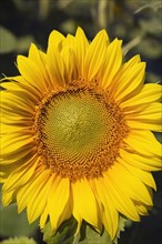 Close-up of yellow Helianthus annuus, Sunflower in summer, Quebec, Canada, North America