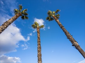 Palm trees, Fausto Noce Park, Olbia, Sardinia, Italy, Europe