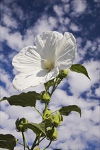 Close-up of white perennial Hibiscus flower plant with green leaves and unopened buds against a
