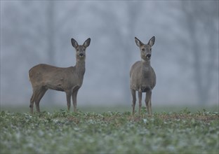 European roe deers (Capreolus capreolus) with winter fur standing in a field and looking
