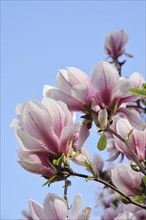 Magnificent blossom of the magnolia, April, Germany, Europe